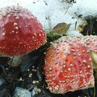 Fliegenpilze im Oktoberschnee