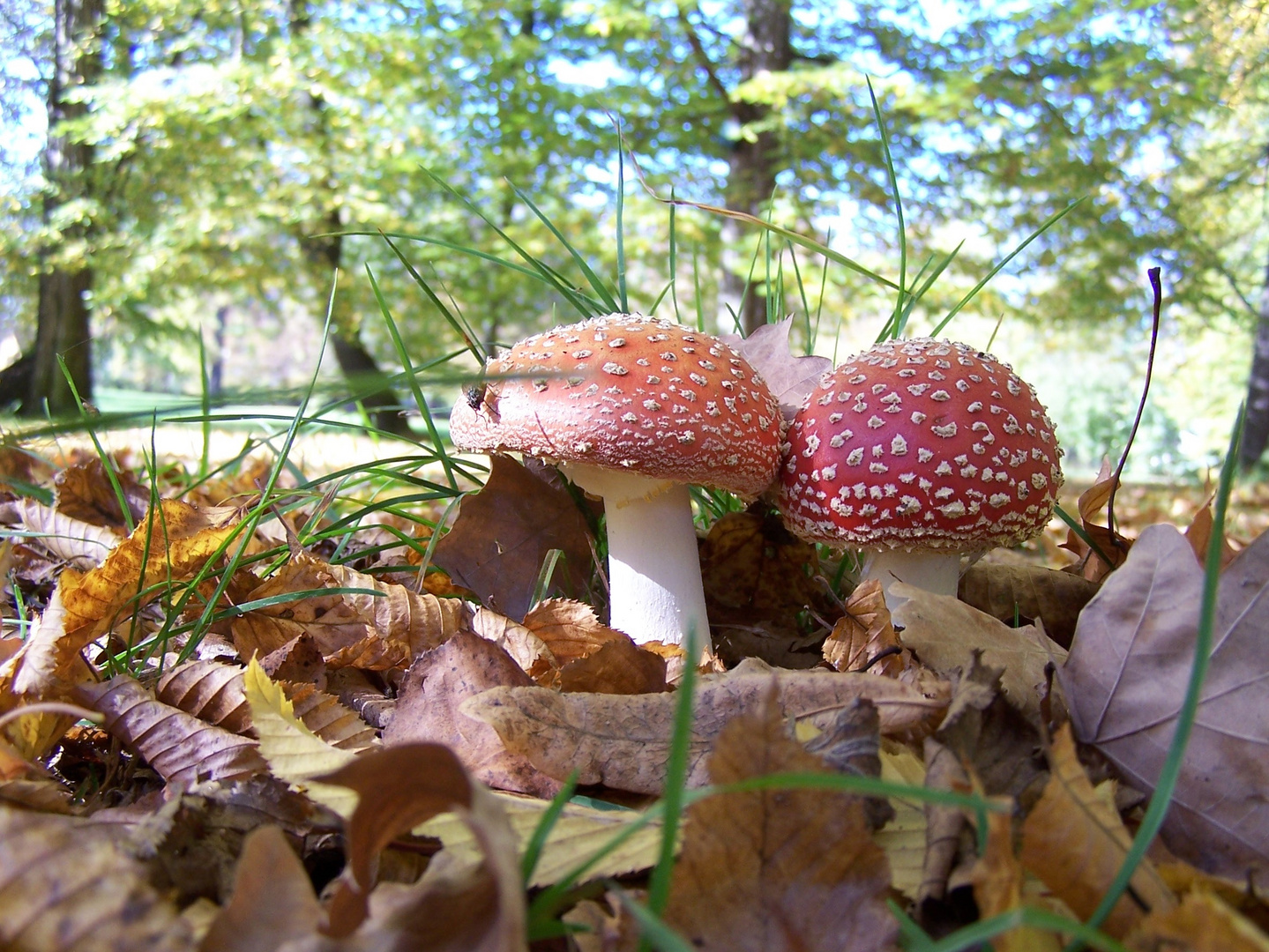 Fliegenpilze im Park