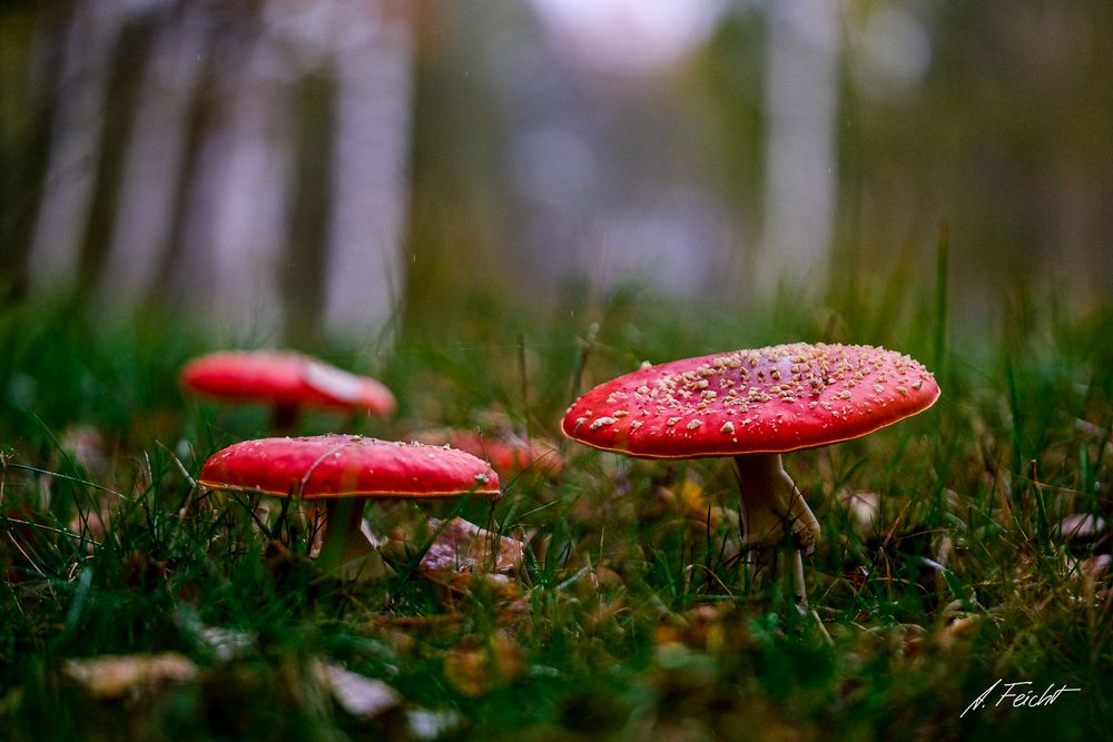 Fliegenpilze im Regen