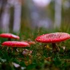 Fliegenpilze im Regen