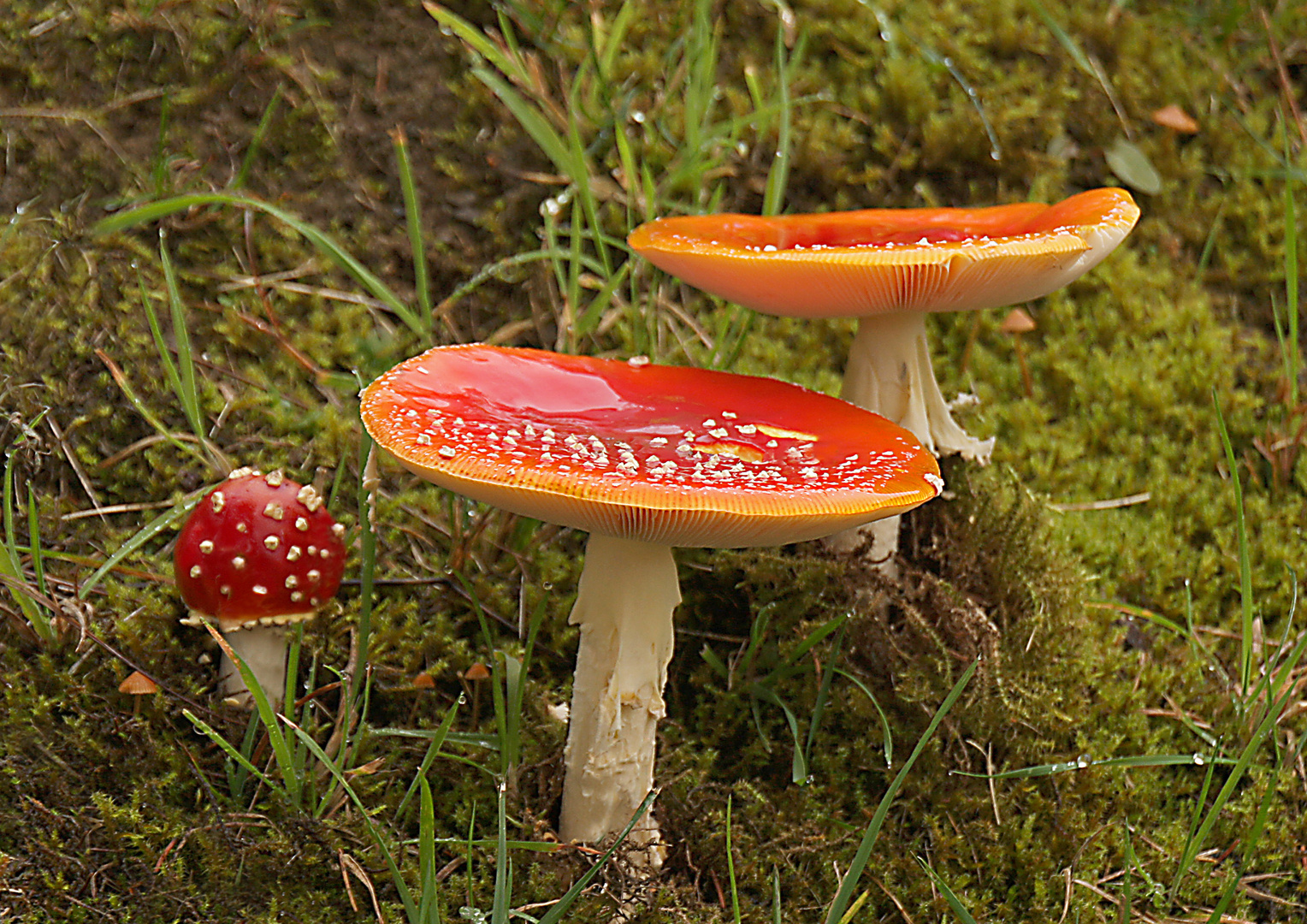 Fliegenpilze im Tannenwald