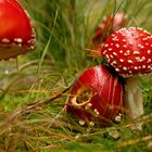 Fliegenpilze im Thüringer Wald