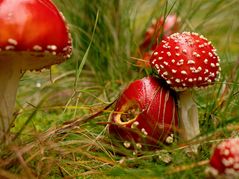 Fliegenpilze im Thüringer Wald