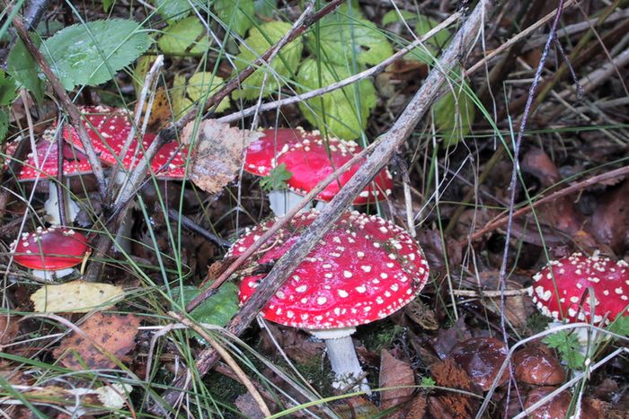 Fliegenpilze im Wald von Klaus Heidel