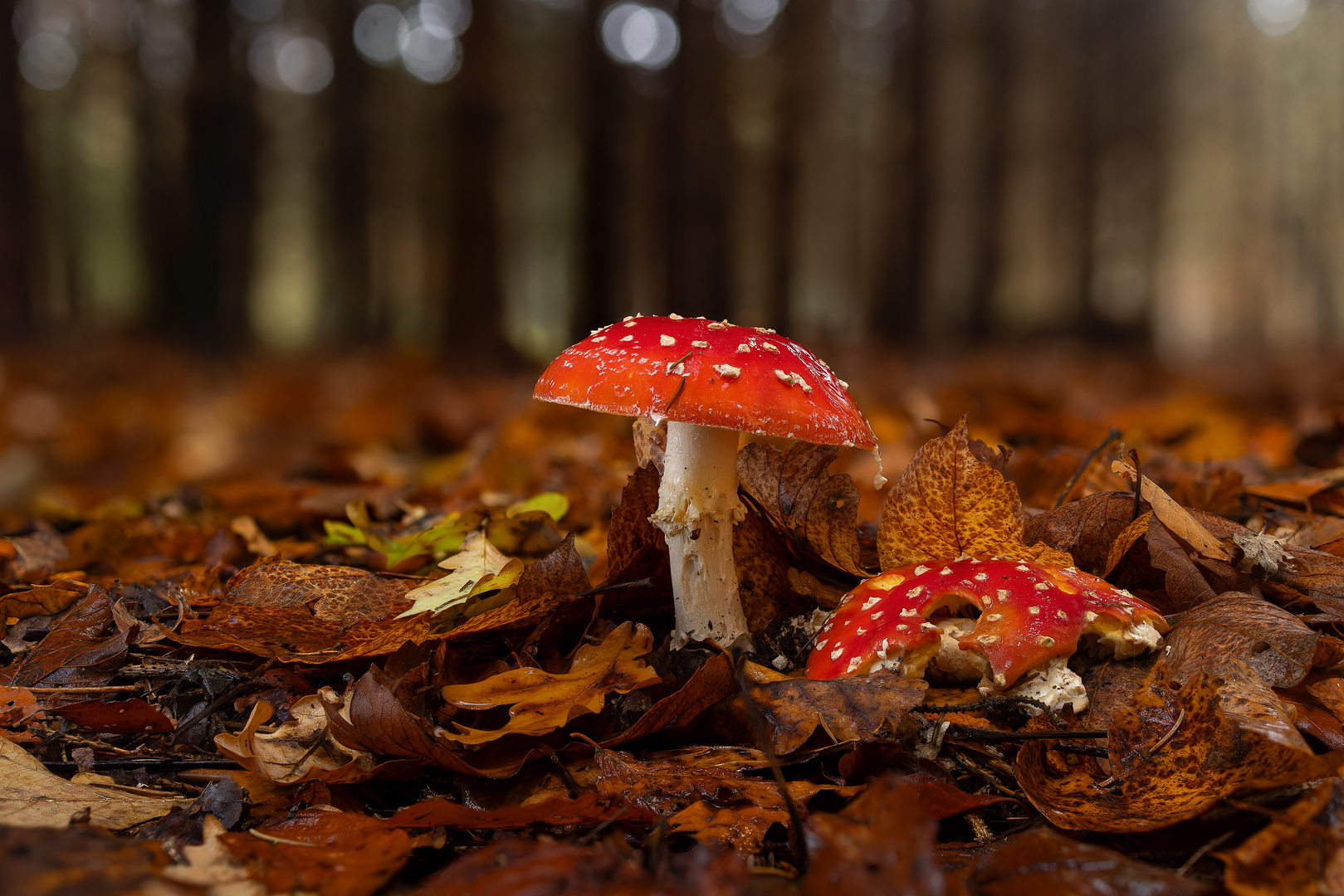 Fliegenpilze im Wald