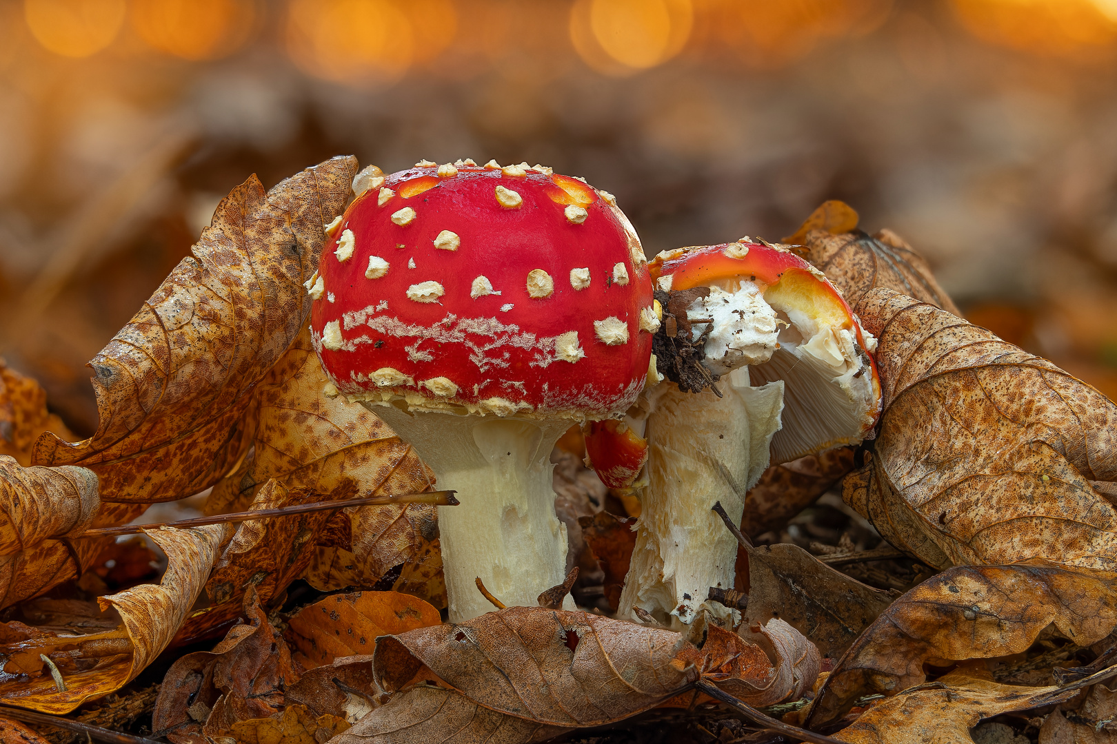 Fliegenpilze im Wald