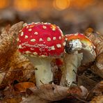 Fliegenpilze im Wald