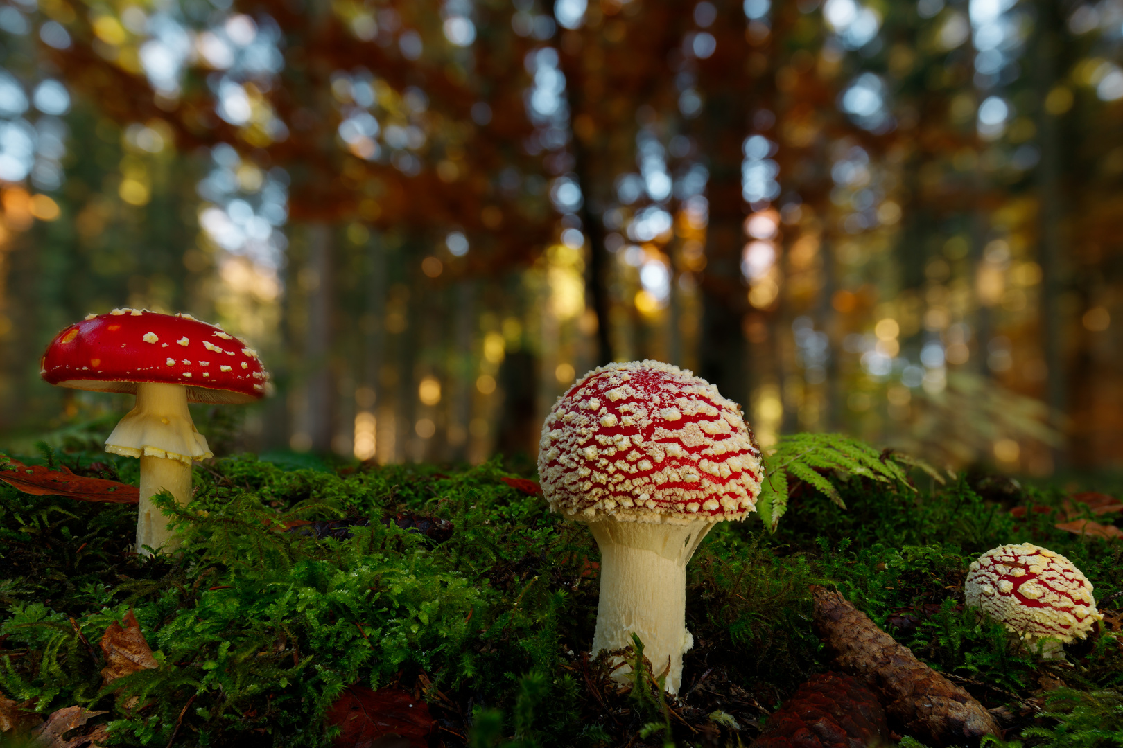 Fliegenpilze im Wald Foto &amp; Bild | nah- &amp; makro, pflanzen, pilze ...