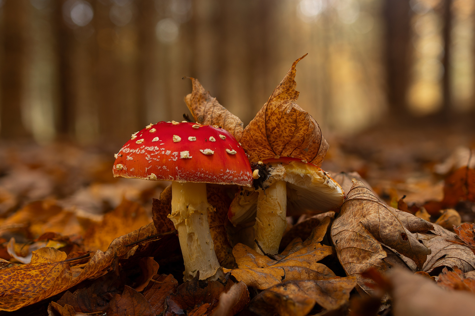 Fliegenpilze im Wald