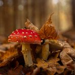 Fliegenpilze im Wald