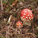 Fliegenpilze in der Tversted Klitplantage.