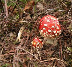 Fliegenpilze in der Tversted Klitplantage.