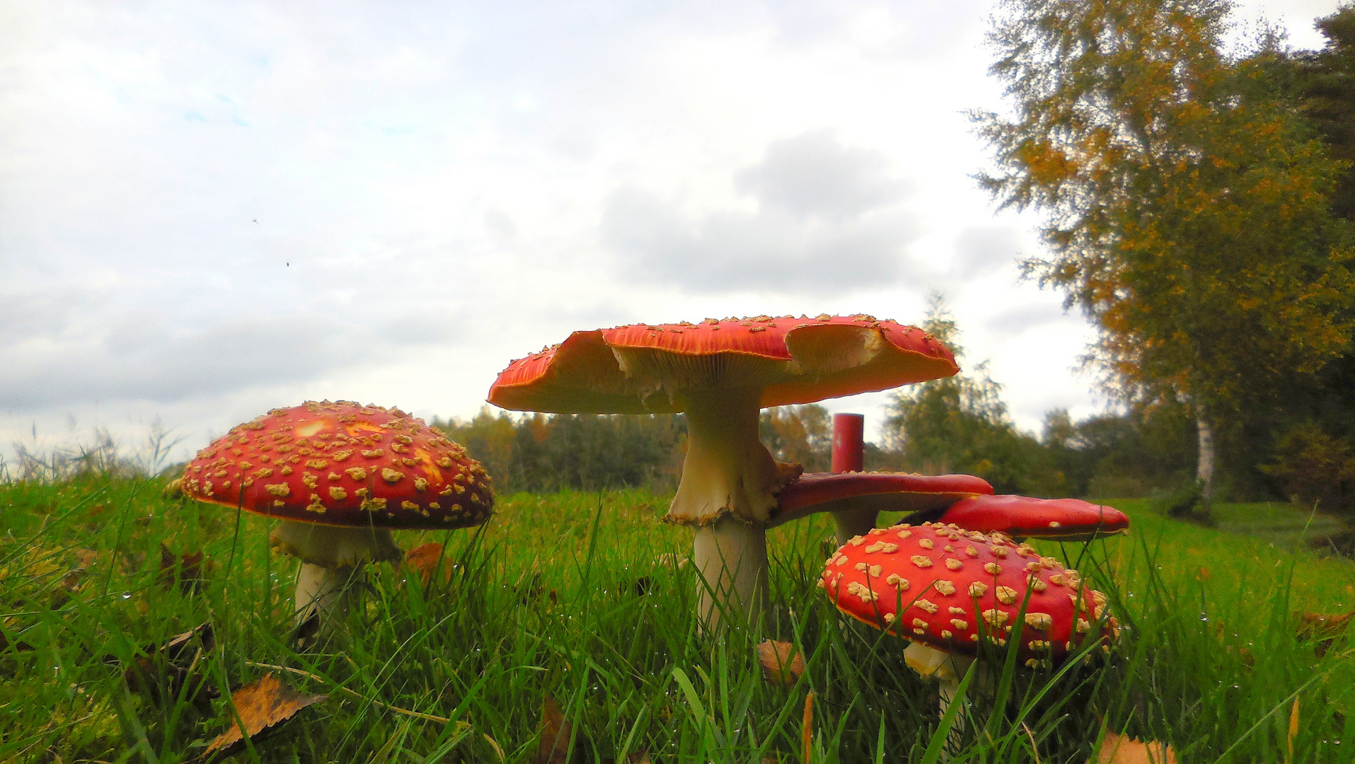 Fliegenpilze Natur Spätsommer Herbst