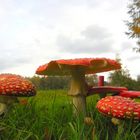 Fliegenpilze Natur Spätsommer Herbst