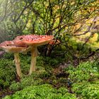 Fliegenpilze und Heidelbeeren