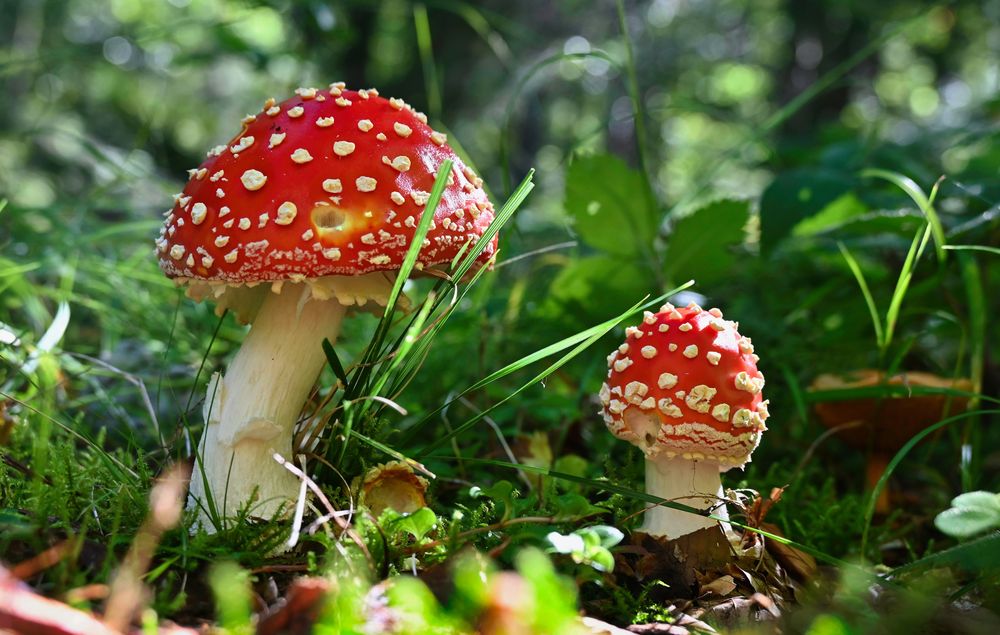 Fliegenpilze wie im Märchen