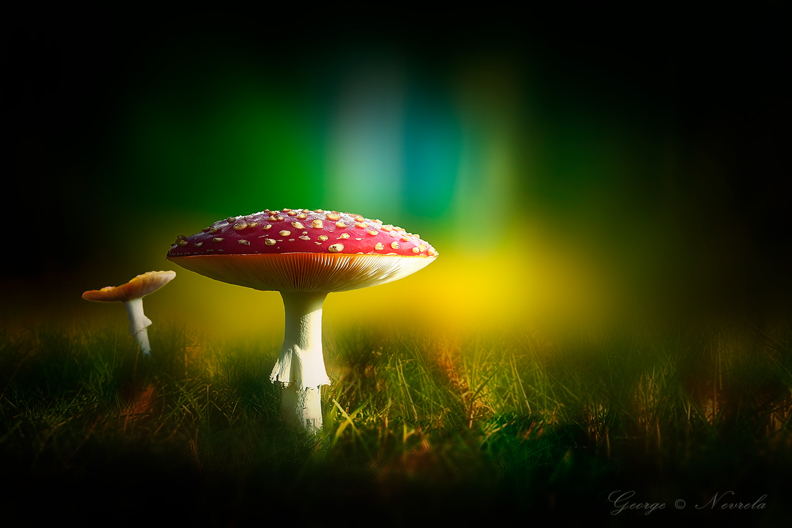 Fliegenpilze_Mushrooms_Bokeh_