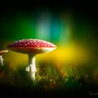 Fliegenpilze_Mushrooms_Bokeh_