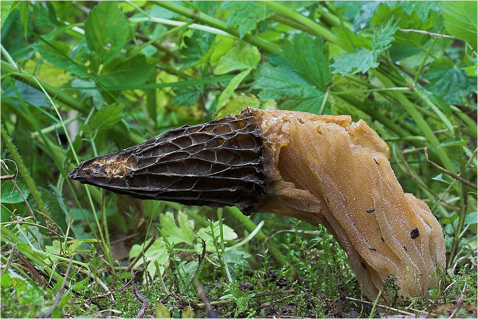 Fliegenpilzkontrast