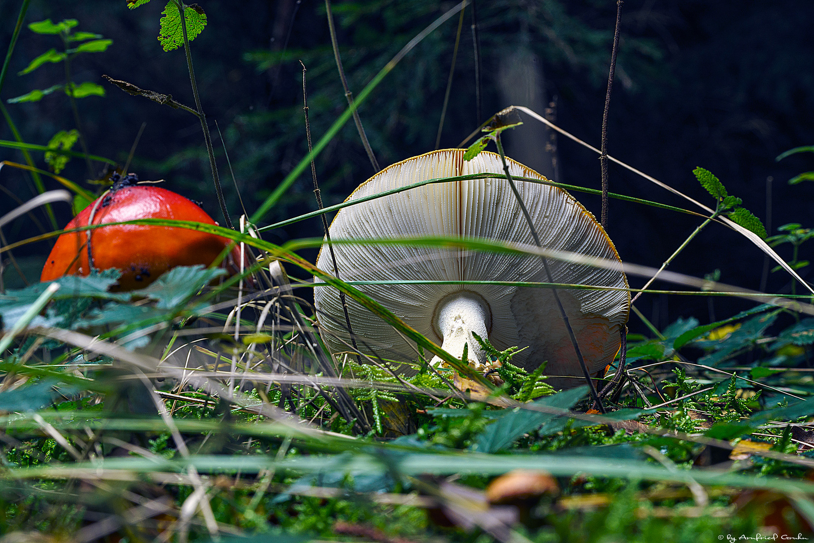 Fliegenpilz......leider schon umgefallen