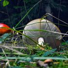 Fliegenpilz......leider schon umgefallen