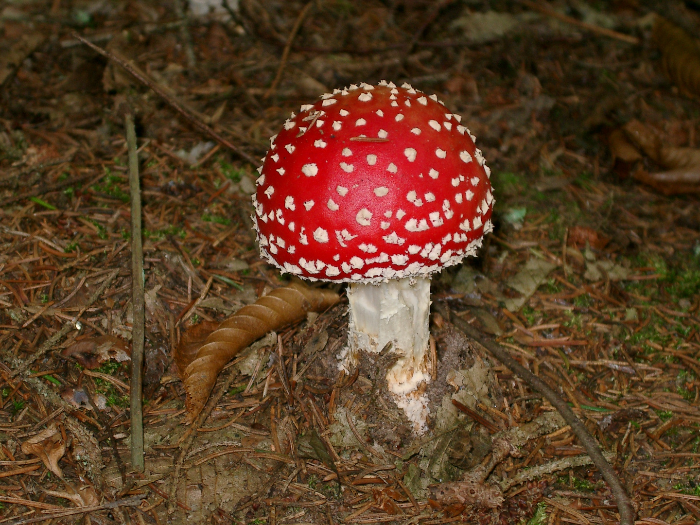 Fliegenpilz...so schön und so giftig