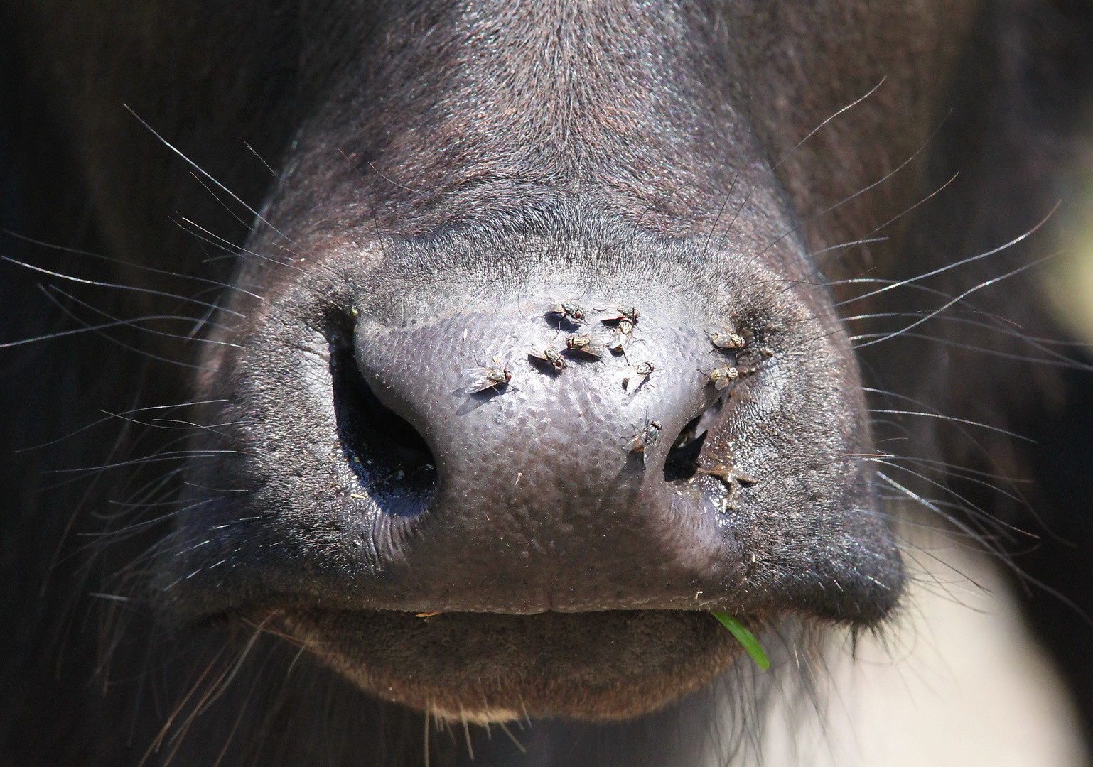 Fliegenplage 1 Foto & Bild tiere, fliegen, natur Bilder auf