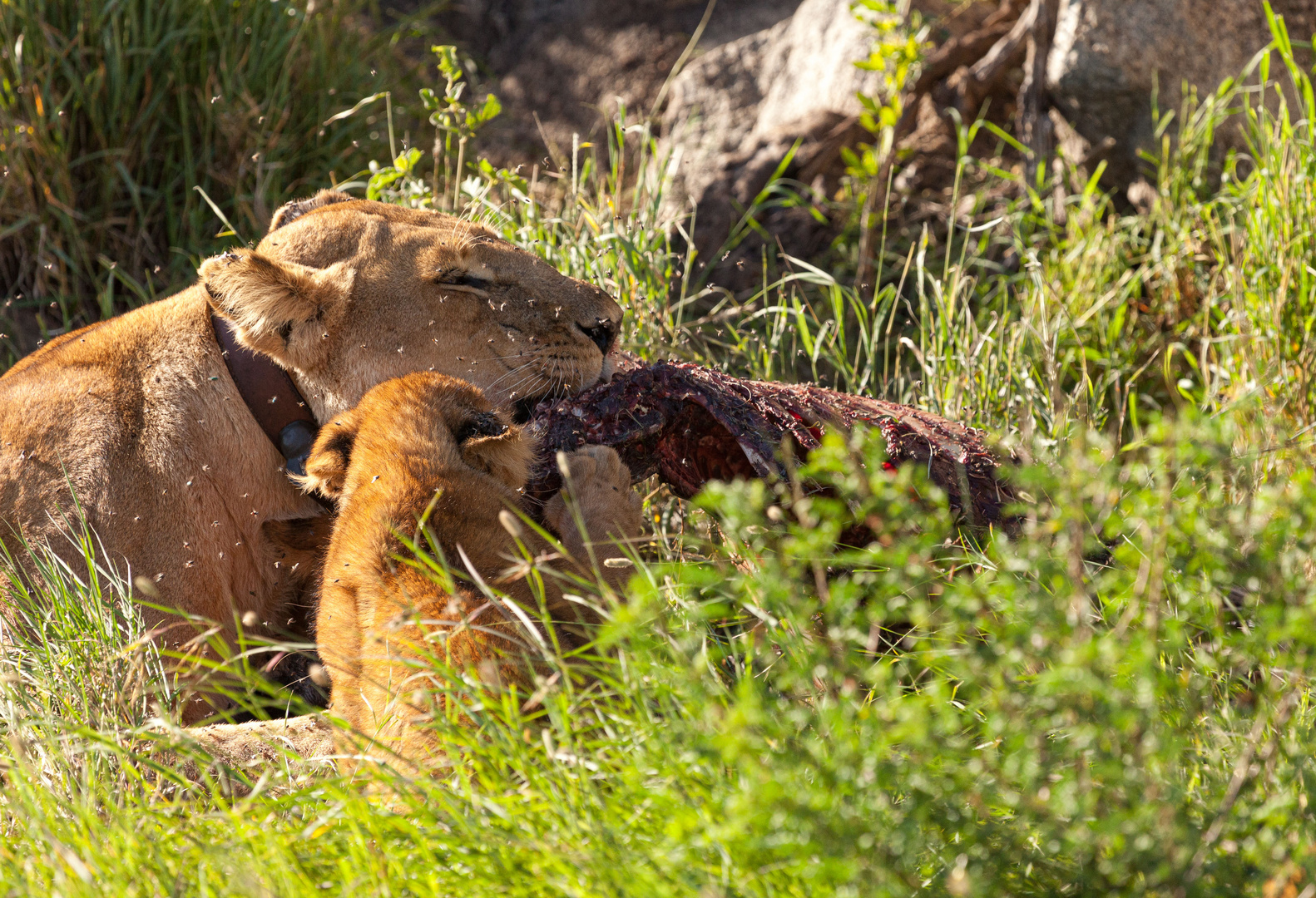 Fliegenplage Foto & Bild africa, eastern africa, tiere Bilder auf