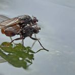  Fliegenpoesie auf dem kalten Wasser... (Foto 1) 