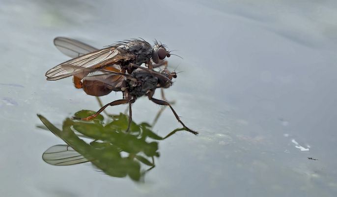  Fliegenpoesie auf dem kalten Wasser... (Foto 1) 