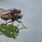  Fliegenpoesie auf dem kalten Wasser... (Foto 1) - Sex à la surface de l'eau au mois de janvier! 