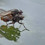  Fliegenpoesie auf dem kalten Wasser... (Foto 1) - Sex à la surface de l'eau au mois de janvier! 