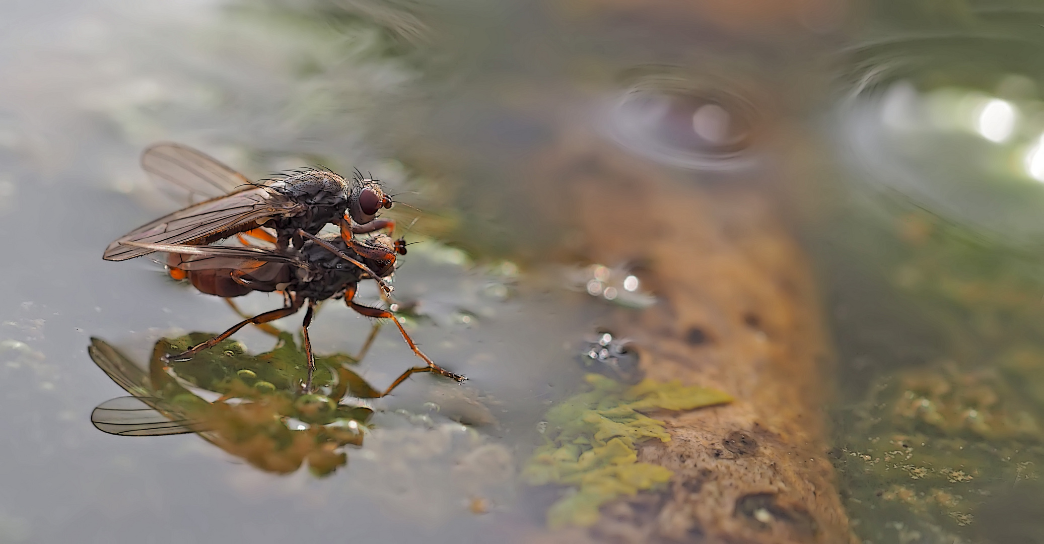 Fliegenpoesie auf dem kalten Wasser... (Foto 2) - Sex à la surface de l'eau au mois de janvier!