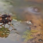 Fliegenpoesie auf dem kalten Wasser... (Foto 2) - Sex à la surface de l'eau au mois de janvier!