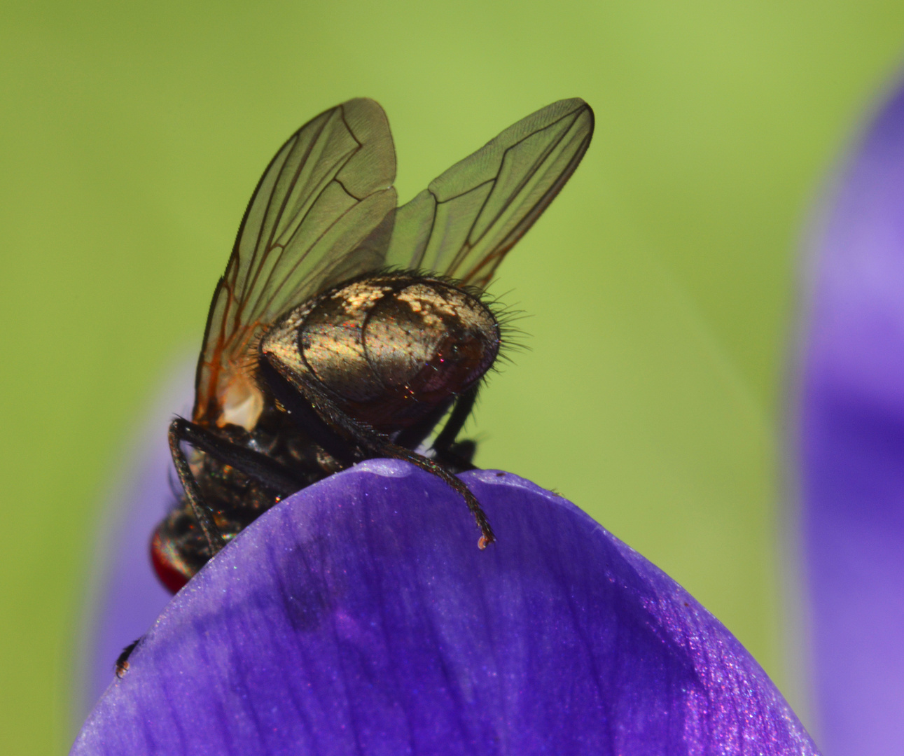 Fliegenpopo auf Krokusblüte