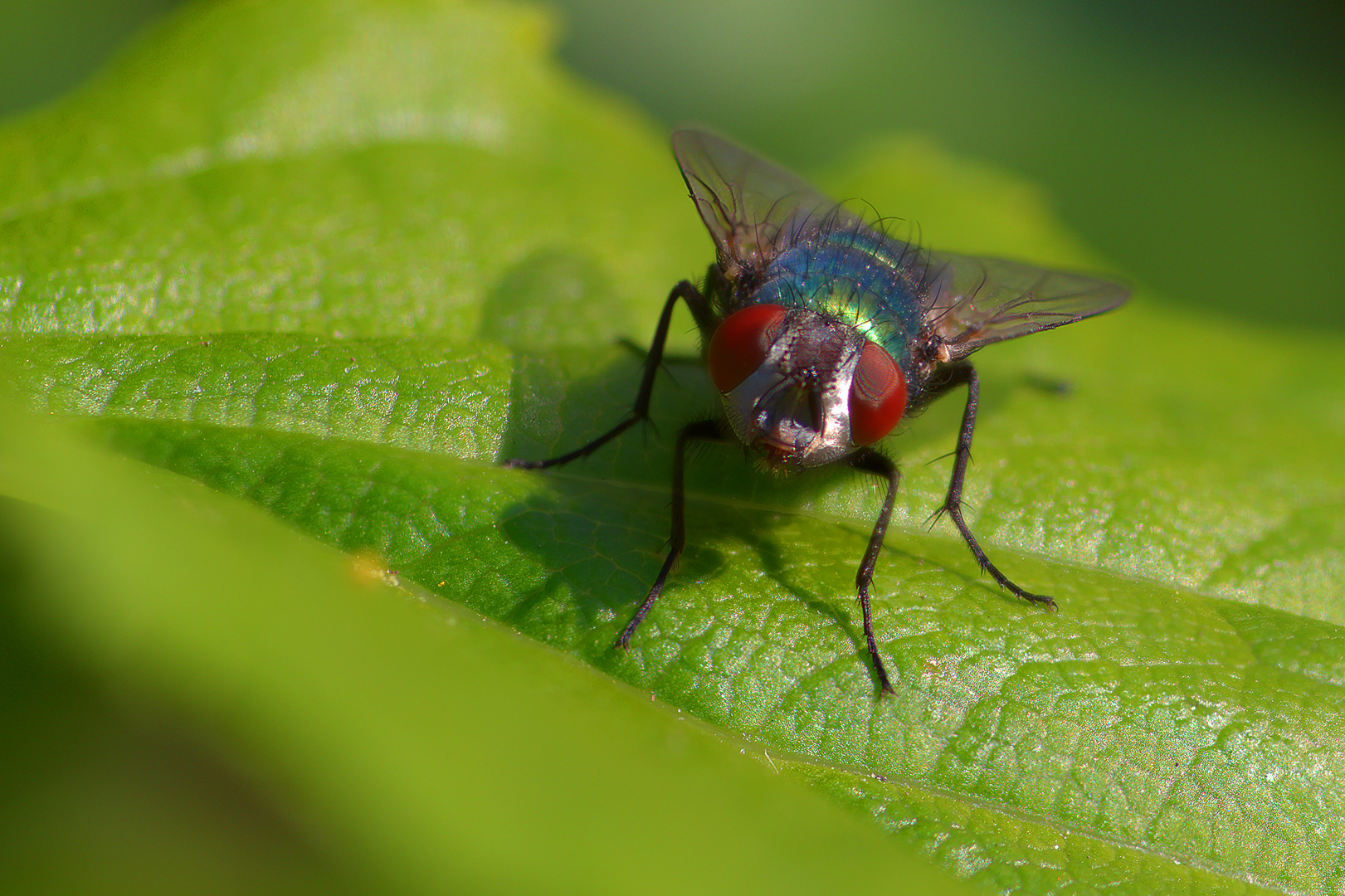 Fliegenporträt