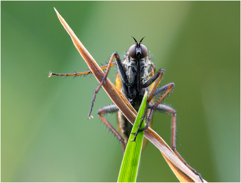 Fliegenportrait