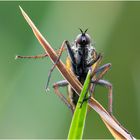 Fliegenportrait