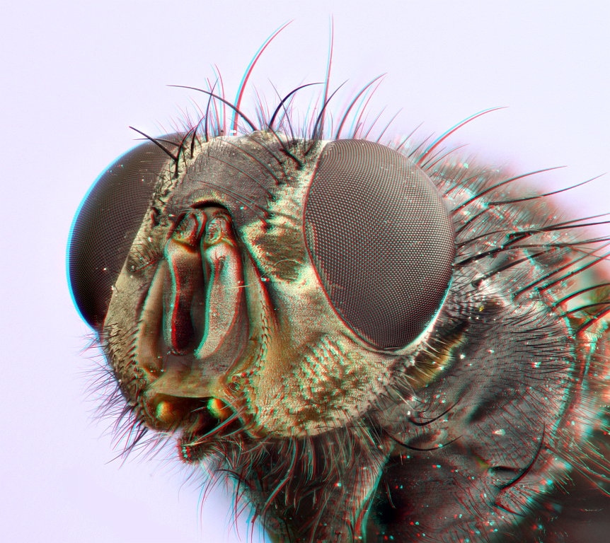 Fliegenportrait [3D]*