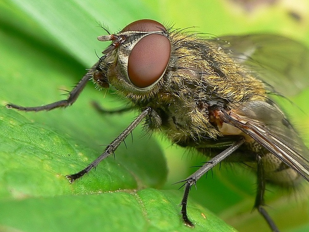 Fliegenportrait