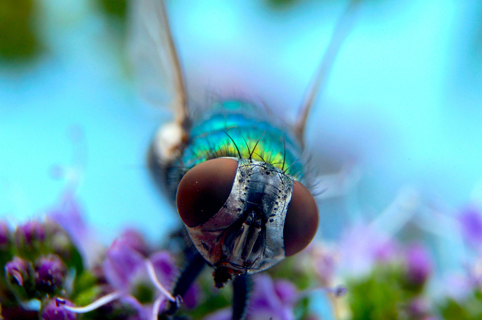 Fliegenportrait