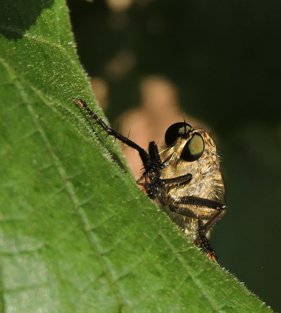 Fliegenportrait