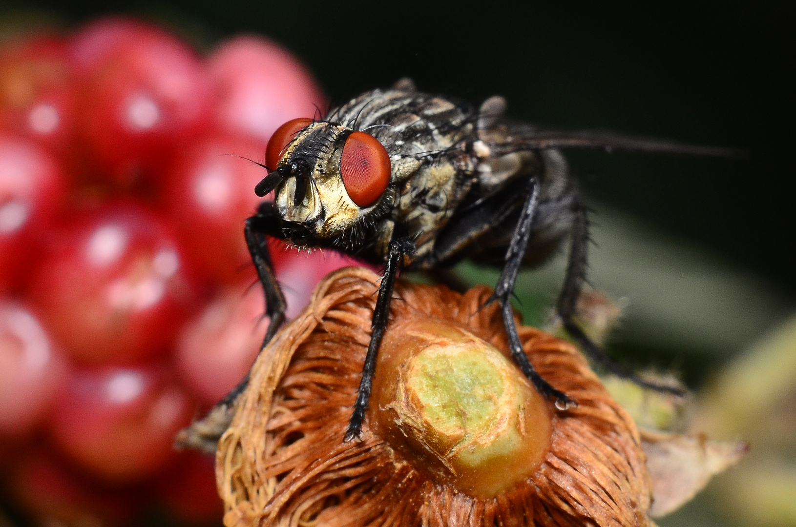 Fliegenportrait