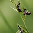 Fliegenragwurz