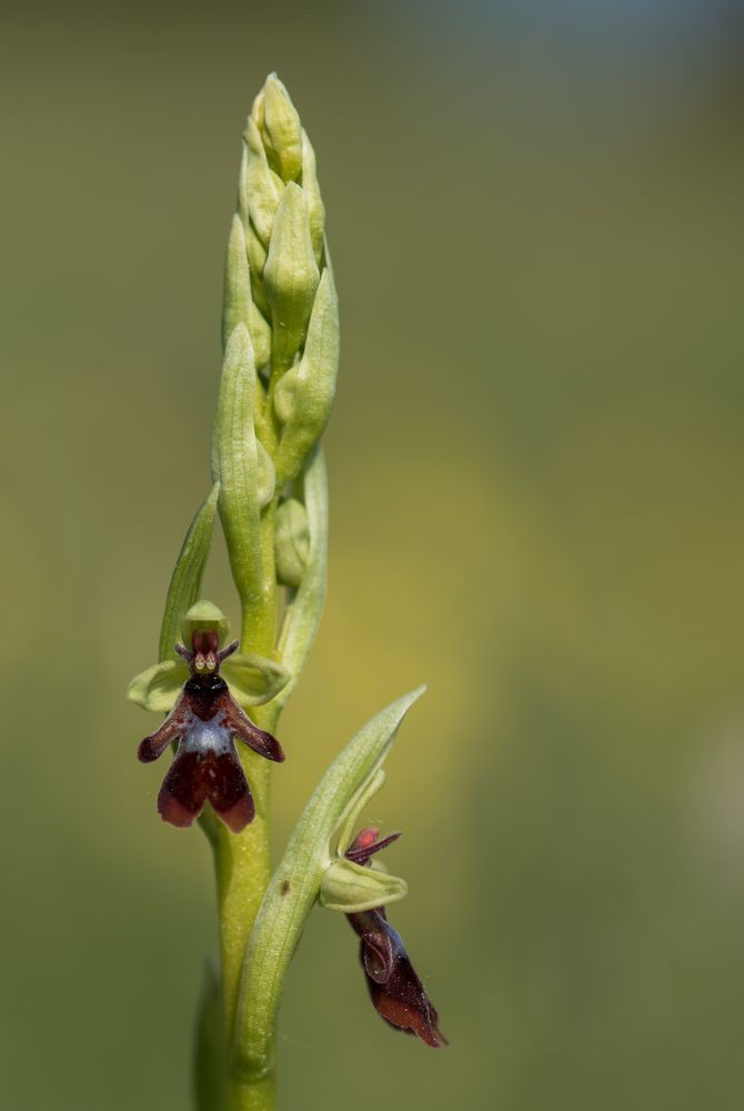 Fliegenragwurz eine heimische Orchidee