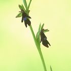 Fliegenragwurz - Filigrane Orchideenschönheit