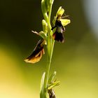 Fliegenragwurz im Gegenlicht