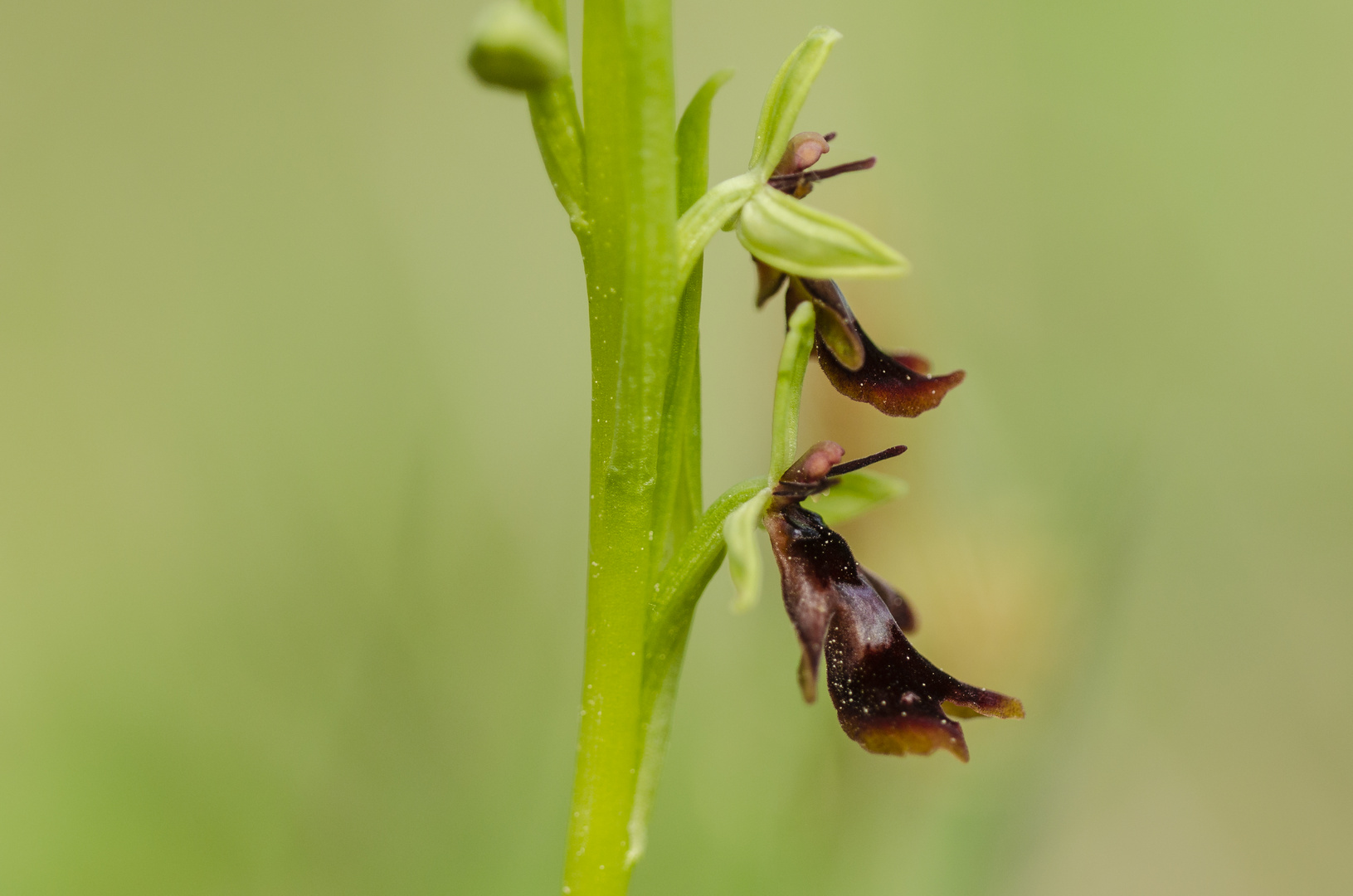 Fliegenragwurz (Ophrys insectifera)