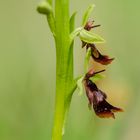 Fliegenragwurz (Ophrys insectifera)