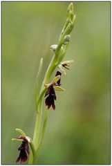 Fliegenragwurz (Ophrys insectifera)